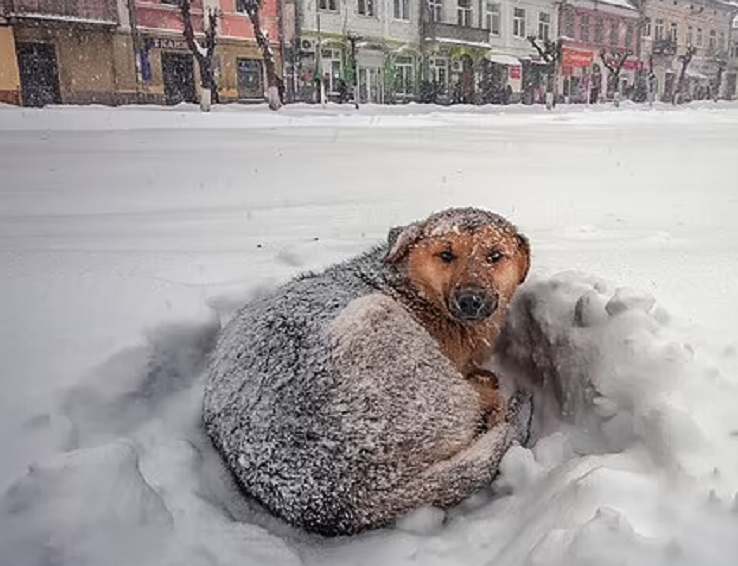 cane randagio