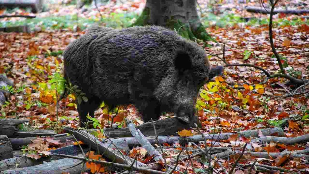 cinghiale