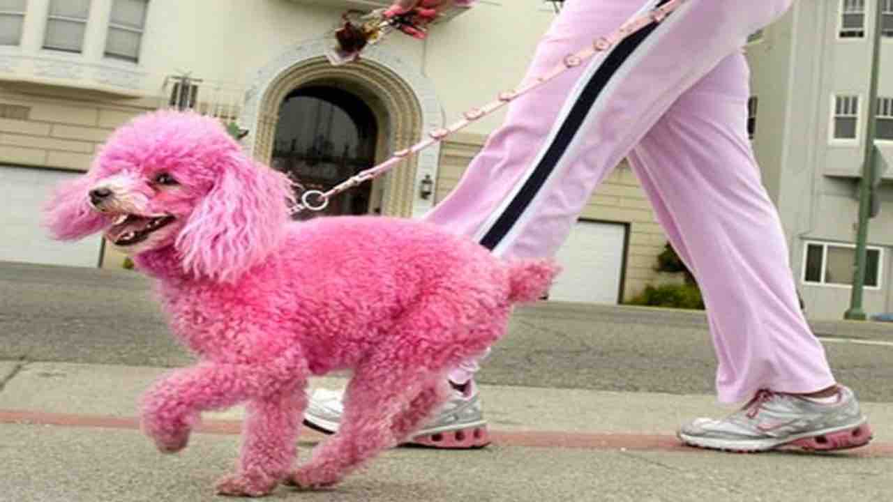 Credevano che il cane fosse gay_ abbandonato | Web Source